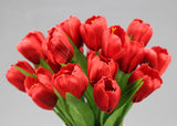 tulips flowers 9 head
